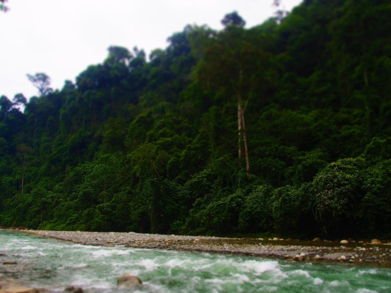 Thejungleguide - Lodges & Treks Bukit Lawang Exteriör bild