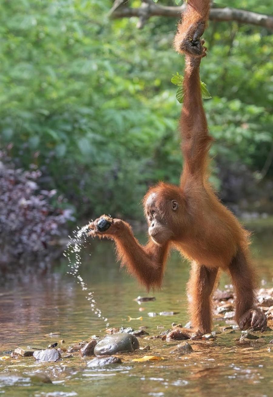 Thejungleguide - Lodges & Treks Bukit Lawang Exteriör bild