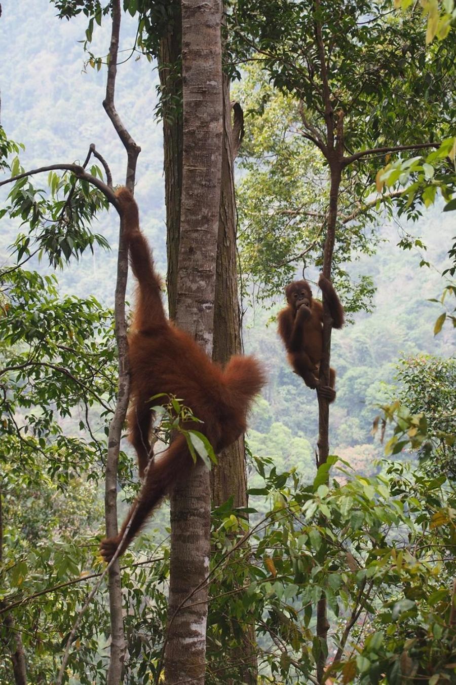 Thejungleguide - Lodges & Treks Bukit Lawang Exteriör bild